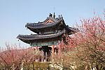 南京梅花山