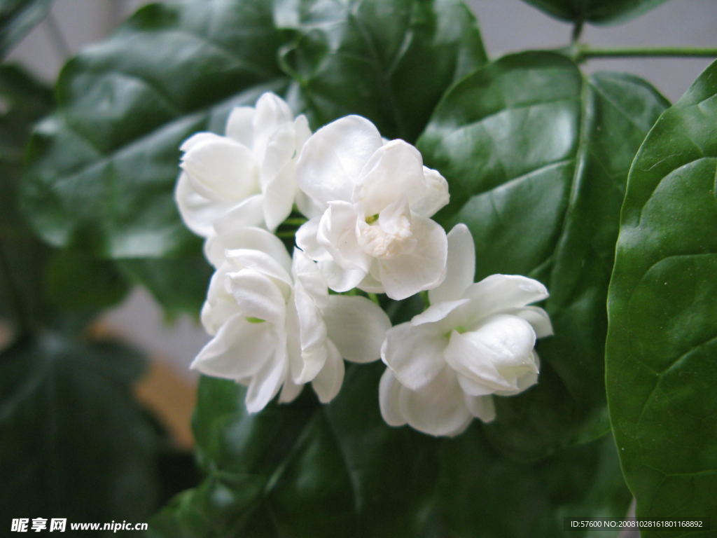 美丽的茉莉花