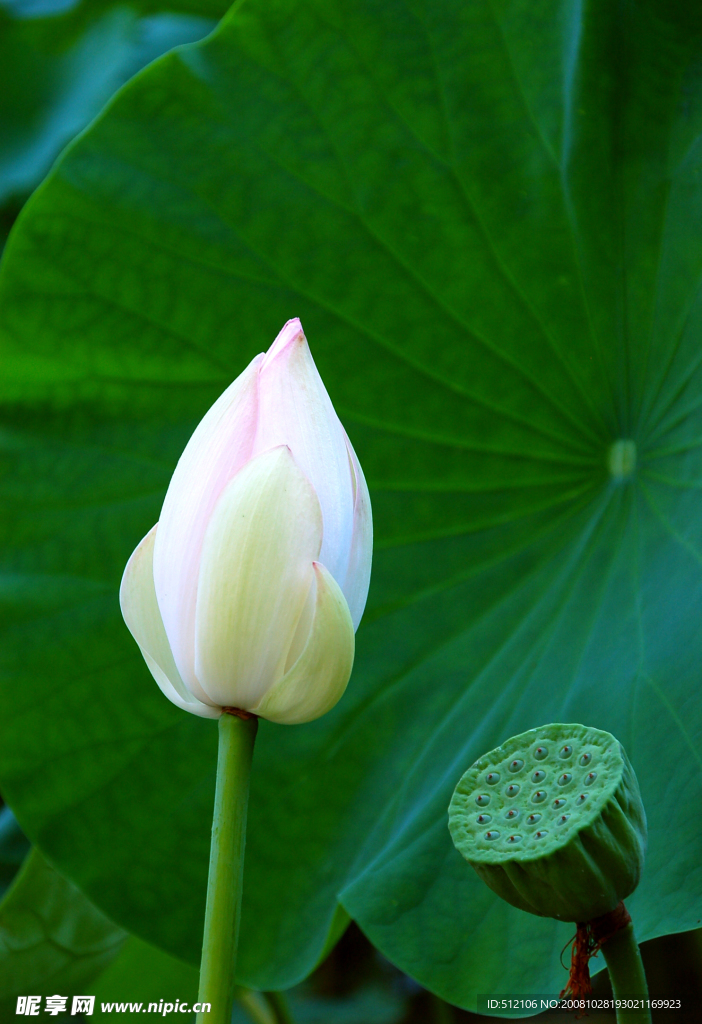 花卉