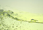 水纹