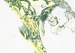 水纹