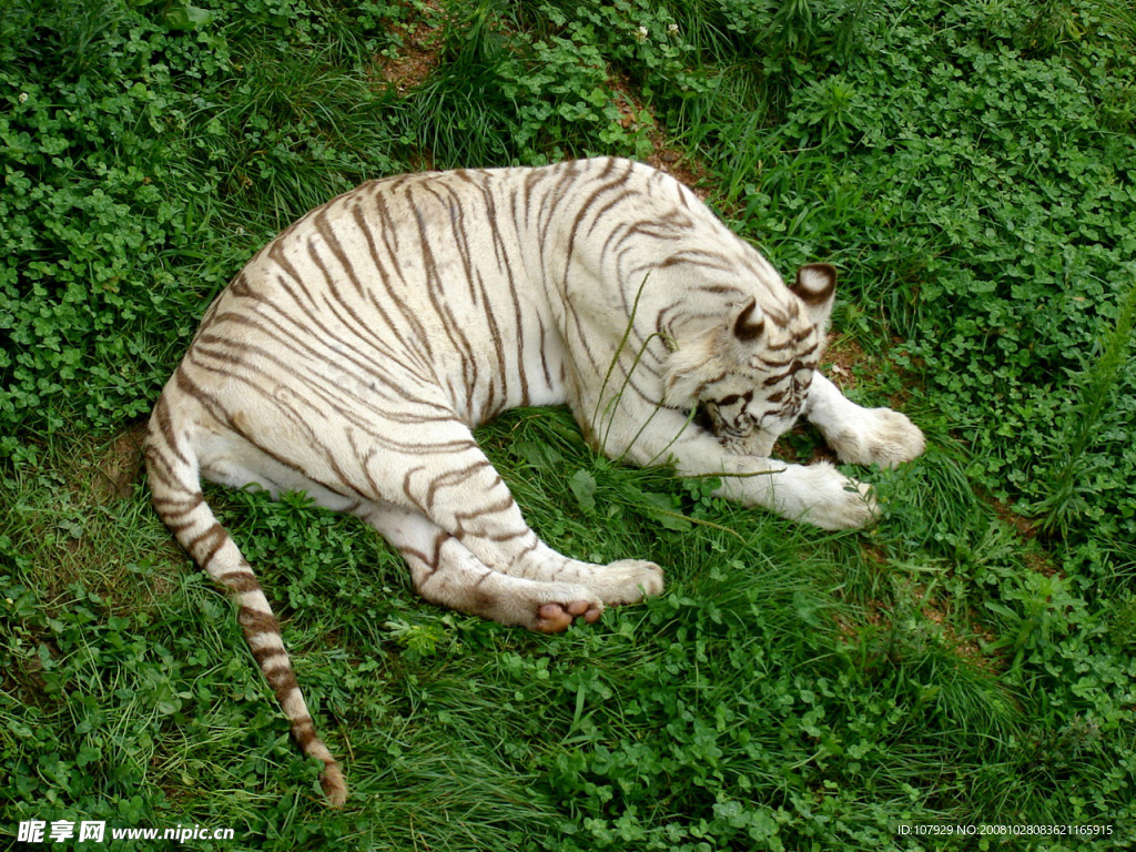 绿地上休息的老虎