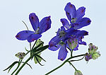 花卉 紫色蝴蝶兰