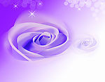 紫色 玫瑰 泡泡