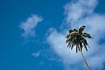 夏维夷天空