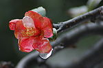 傲骨 梅花