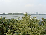 花开玄武湖