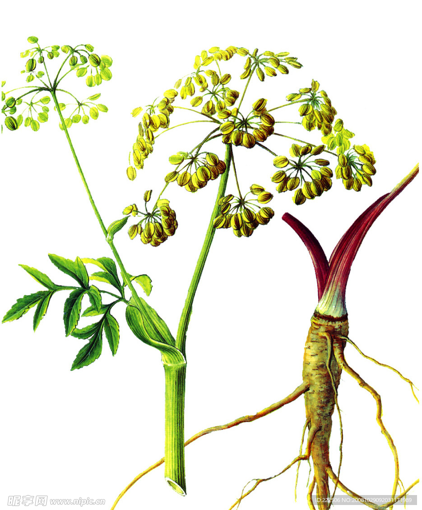 白芷