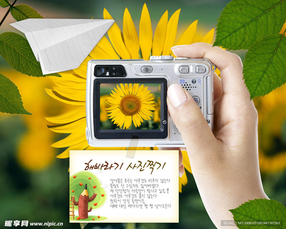 相机与葵花