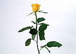 花卉 黄色玫瑰花
