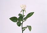 花卉 白色玫瑰花