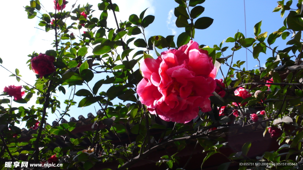 云南茶花