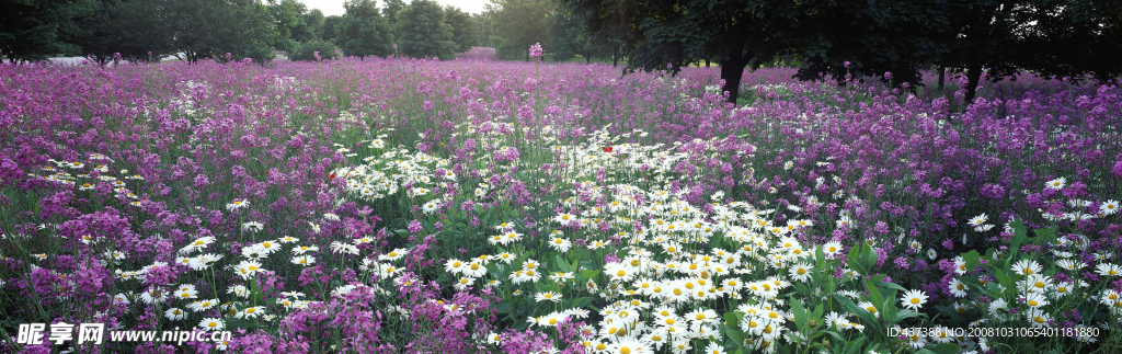 花满园