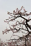 梅花 寒梅 自然风景