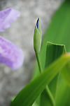 植物