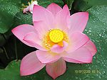 莲花