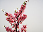 盛开的桃花