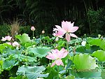 莲花