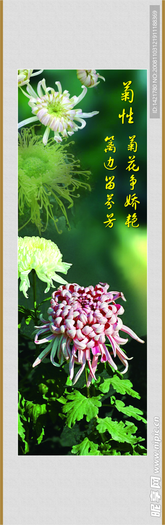 菊性