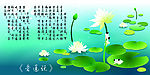 爱莲说  莲花