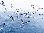 大海海鸥