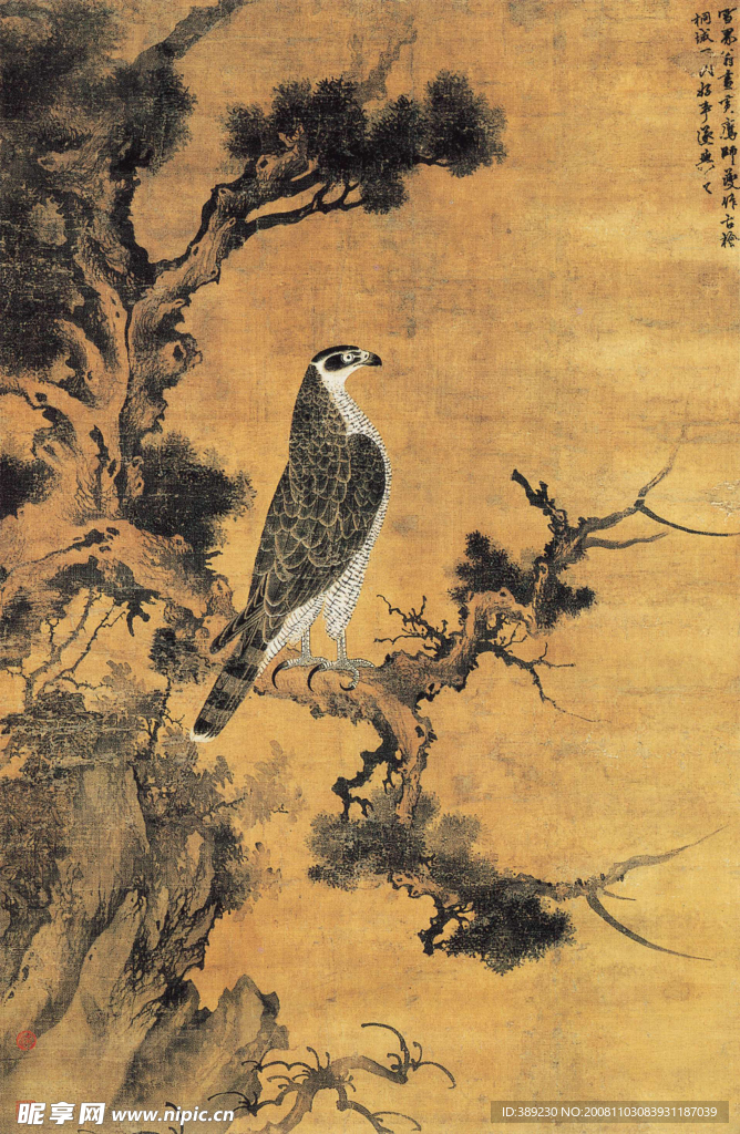 柏鹰图