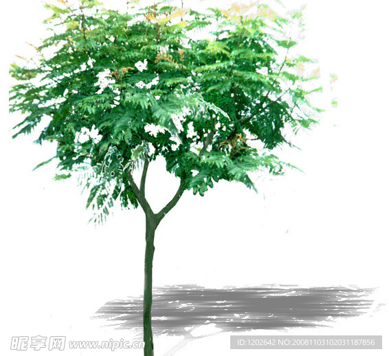 合欢