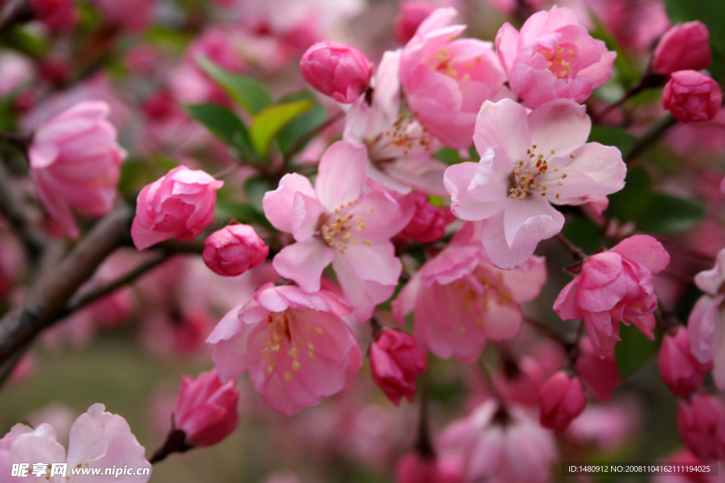 繁花似锦