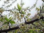雨中梨花