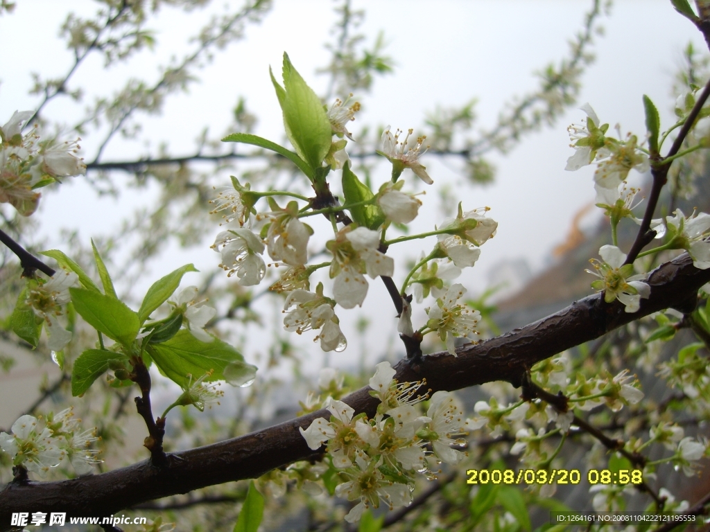 雨中梨花