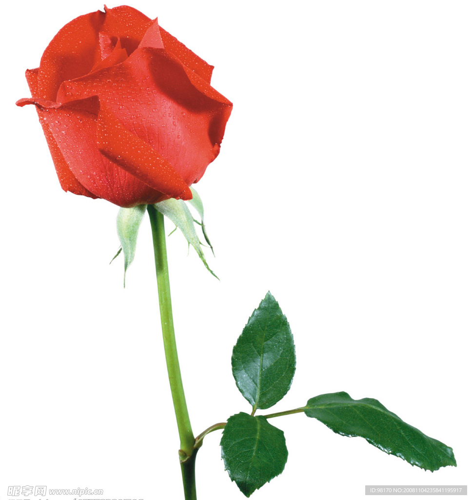 玫瑰花