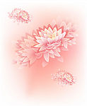 出水芙蓉