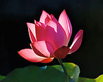 蓮花