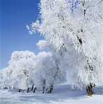 冰天雪地