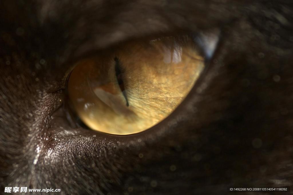 猫眼