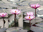 莲花