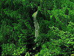 林间小路