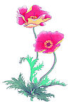 花卉