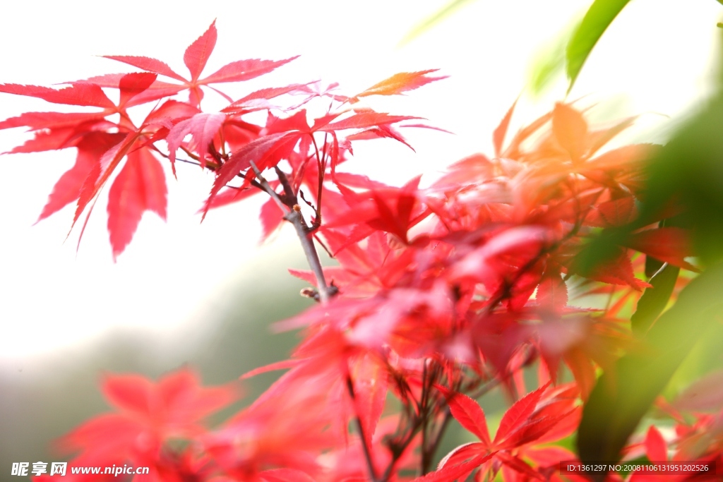 自然风景花卉