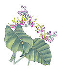 花卉