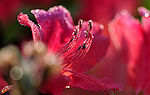 杜鹃花