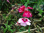花语花草