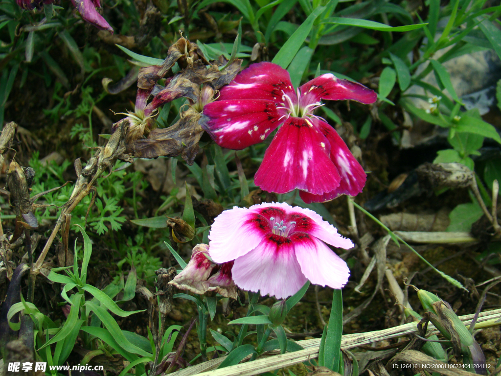 花语花草