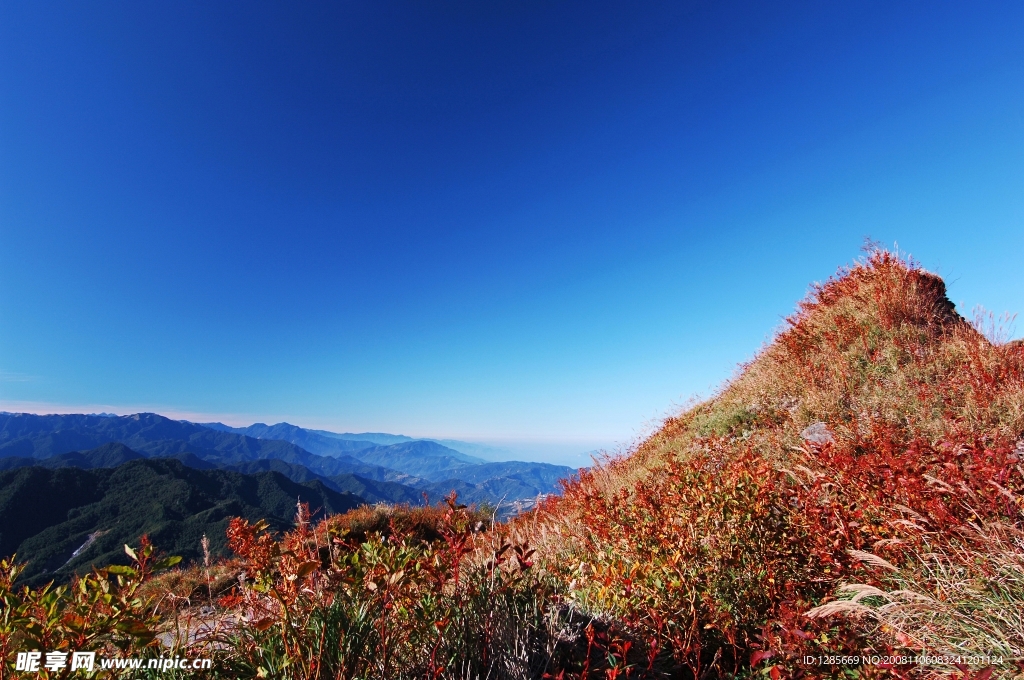 山上的野草