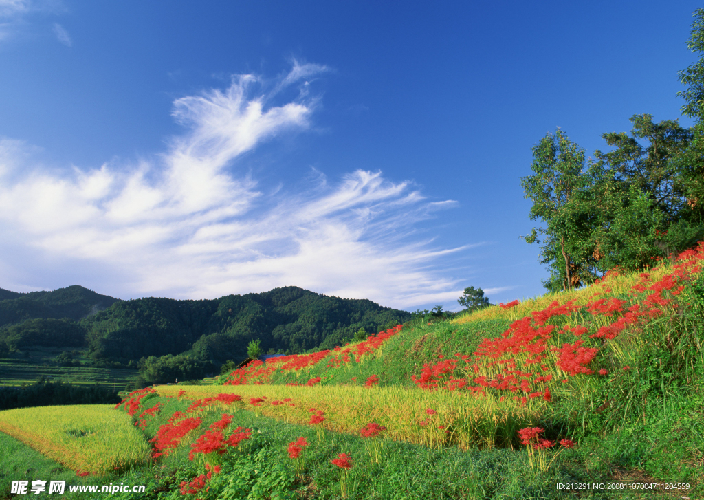 梯田剪影