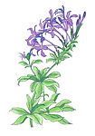花卉
