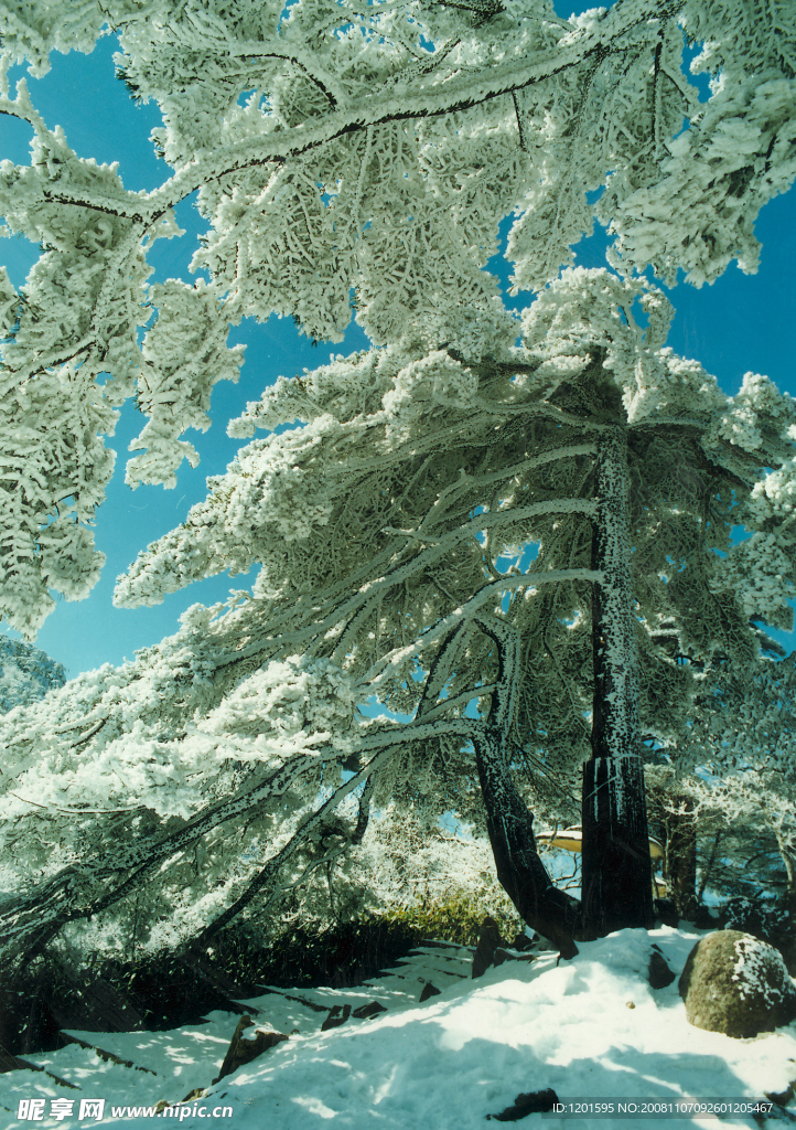 黄山雪松图