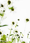 野菊花