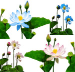分层莲花图