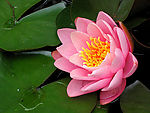 莲花